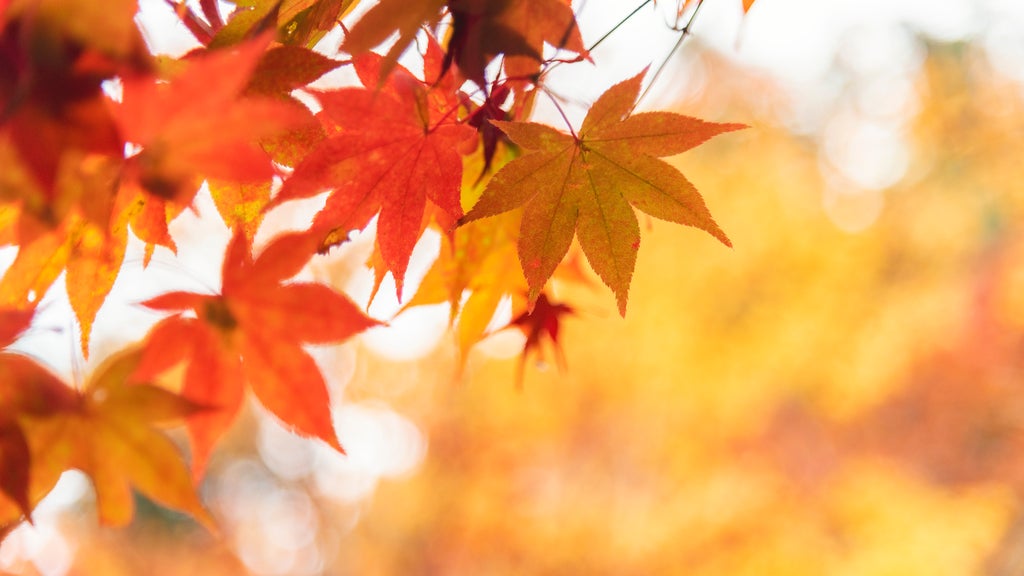 Summery fall warmth continues Thursday in Twin Cities ahead of weekend cooldown — WCCO / CBS Minnesota, Frisco Community news