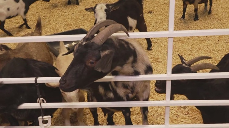 Health officials investigate E. coli cases possibly linked to State Fair of Texas petting zoo — Frisco Health news