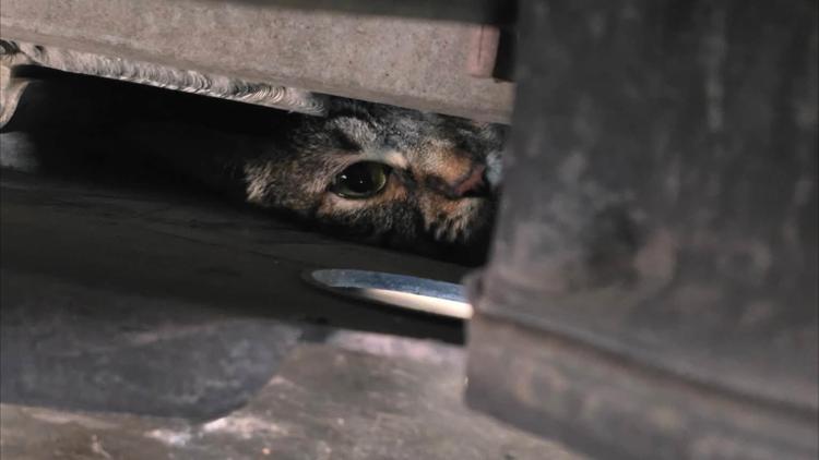 Lewisville firefighters carefully rescuing a cat from beneath a Tesla vehicle